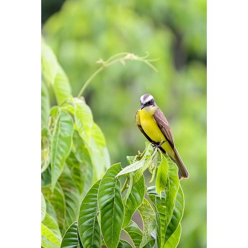 Norring, Tom 아티스트의 Belize-Central America-Tropical Kingbird작품입니다.